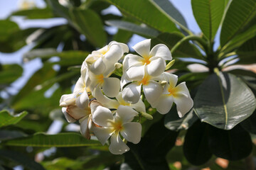 Blooming tropical tree - Plumeria