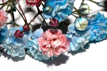 Pretty Floral Small Flowers Babies Breath On White Background for Weddings or Design