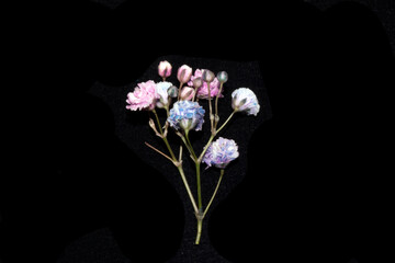 Pretty Floral Small Flowers Babies Breath On Black Background for Weddings or Design