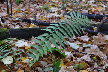 a fern plant is laying on the ground with the yellow leaves 