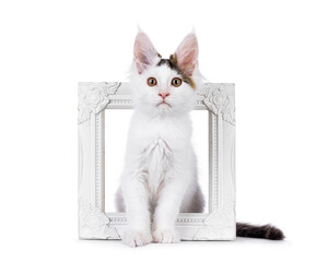 Cute harlequin Maine Coon cat kitten, sitting in white picture frame. Looking straight to camera....
