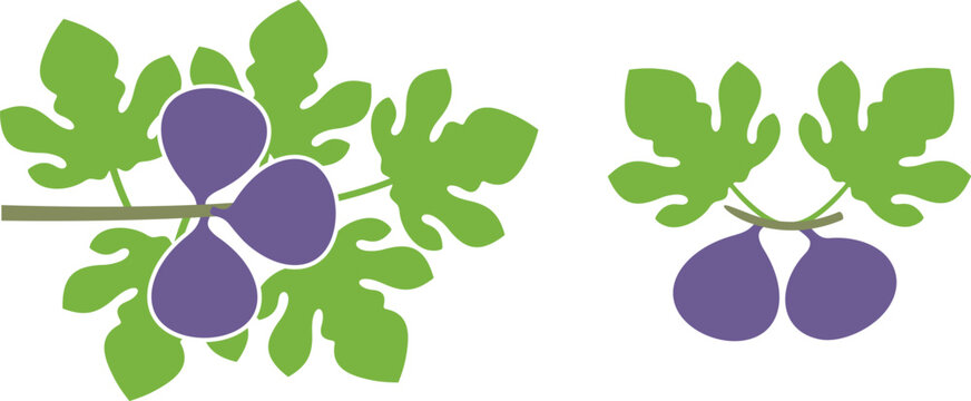 Fig logo. Isolated fig on white background