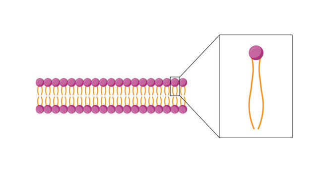 Lipid bilayer. Phospholipid Molecule Structure. Hydrophilic Head which is a polar head and Hydrophobic Tails which are hydrophobic fatty acid tails. Cell membrane component. Vector Illustration.