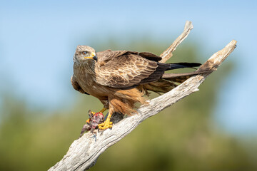 Black Kite eating on a branch