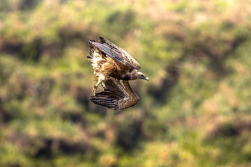 Griffon Vulture about to land