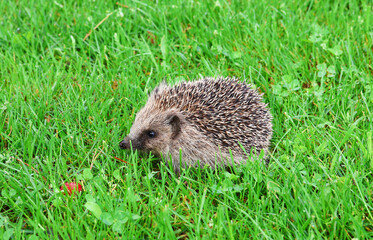 Hedgehog in the grass. Erinaceus europaeus.