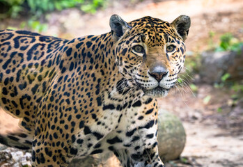 Jaguars live in a variety of habitats throughout South American and the jaguar seen here is at a zoo in Alabama.. 