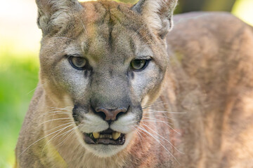 Naklejka premium Cougar pacing by patrons at a zoo in Alabama. The Puma or Mountain Lion is native to North American and South America. Persecuted to remote wilderness areas to protect domestic stocks.