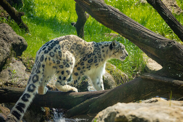 Exquisite Snow Leopard found wild in the Himalayas,  seen here searching for shade at a zoo in Alabama.