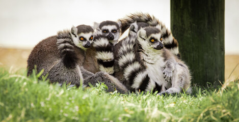 Funny antics from Ring-tailed lemurs native to Madagascar enjoying the morning sun at a zoo in Alabama.