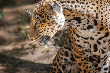 Jaguars live in a variety of habitats throughout South American and the jaguar seen here is at a zoo in Alabama.. 