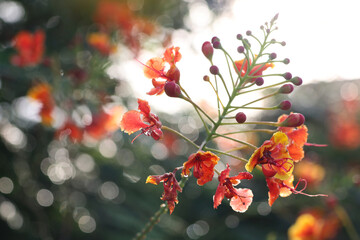 Pride of Barbados orange flowers and droplets with daylight in the morning