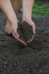 a man holds soil in his hands close-up. Selective focus