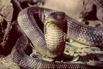 King cobra