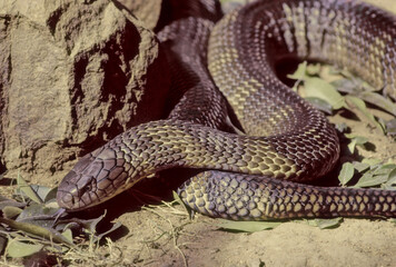 King cobra