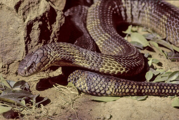 King cobra