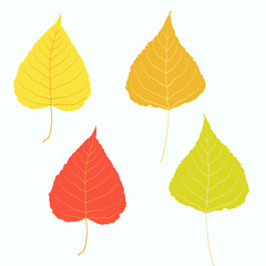 Autumn leaves on white background. Hand drawn vector collection of poplar foliage. Red, yellow, orange, green colors. Messy organic shapes