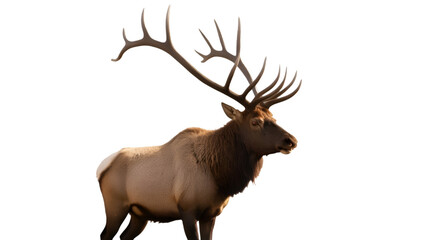 male elk isolated on white background 