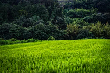 棚田