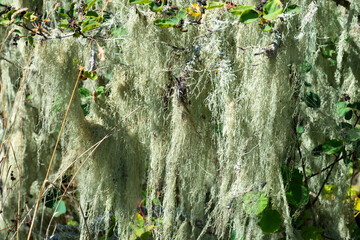Long strands of green bearded moss hanging from multiple tree branches.
