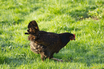 gorgeous hen in the grass, brown hen in the morning sun, hen in wet grass