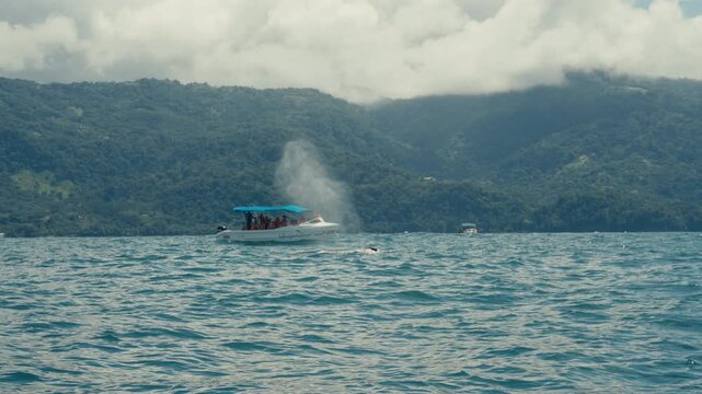 Blue whales surfacing at the pacific coast of Costa Rica