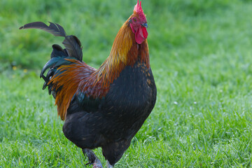 close-up of a colorful rooster, colorful magnificent rooster in the grass, colorful rooster in the morning sun, rooster in the wet grass