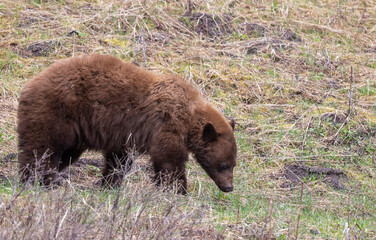 Black Bear in Yellowstone National Park Wyoming in Springtime