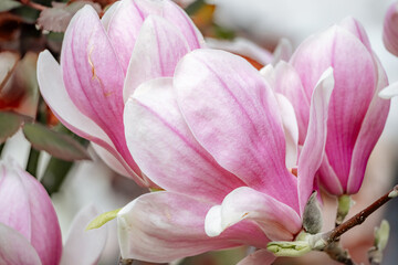 Magnolia Sulanjana flowers with petals in the spring season. beautiful pink magnolia flowers in spring, selective focusing.