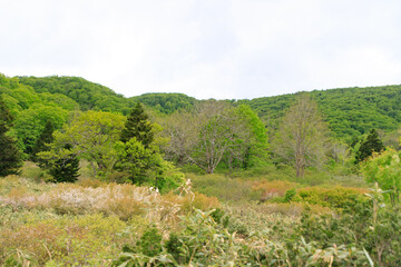A Vibrant Spring Landscape: Nature's Colorful Tapestry
