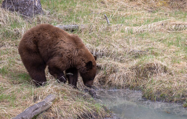 Black Bear in Yellowstone National Park Wyoming in Springtime