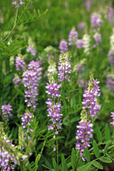 Obraz premium Bed of Common Goat's rue plants, Derbyshire England 