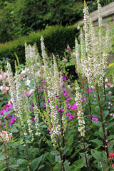 Obraz premium Bed of White Nettle-leaved mullein plants, Derbyshire England 