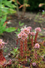 Closeup of Common Houseleek flowers, Derbyshire England
