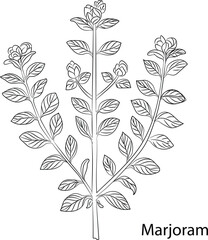 Marjoram Herb Garden concept, popular culinary herbs. For cosmetics, store, health care, tag label, food design, Hand drawn in thin line style