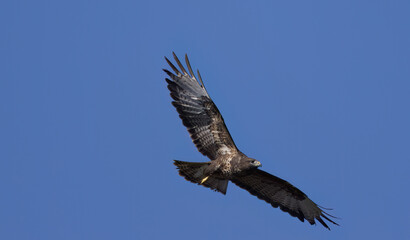Buzzard in flight, flying buzzard with blue sky, buzzard with outstretched wings
