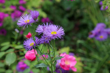 Closeup of purple Midsummer daisy blooms, Derbyshire England
