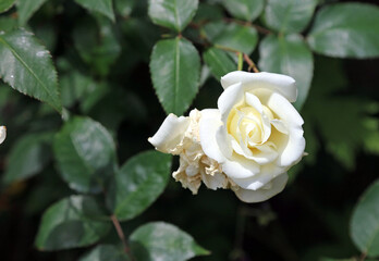 Macro image of a single white Rose bloom, Derbyshire England
