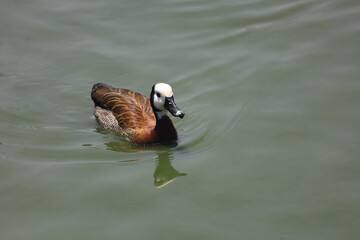 The White-faced Whistling Duck is swimming in the river