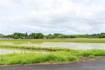Serenity Amidst Verdant Rice Paddies and Mountain Peaks