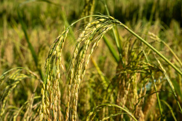 Rice Harvest in the Morning Light