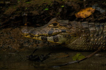 Reptiles del rio Yacuma