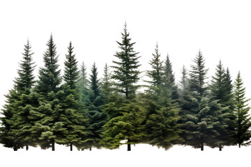 Fototapeta premium Christmas trees in the evergreen forest as you capture their beauty