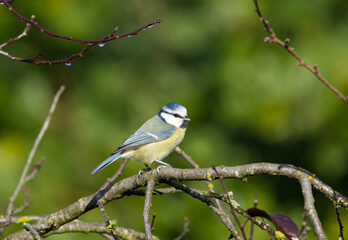 Blue tit on a branch, titmouse on a twig in the sunlight
