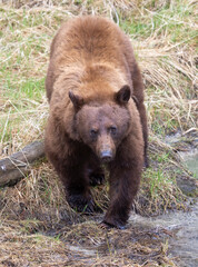 Black Bear in Yellowstone National Park Wyoming in Springtime