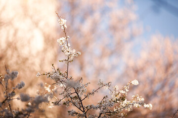 Sakura blossom in spring