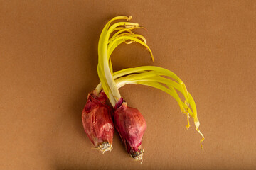 Cebolla germinada, Cebolla con brotes