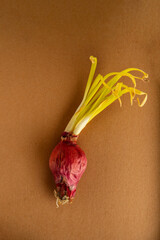 Cebolla germinada, Cebolla con brotes