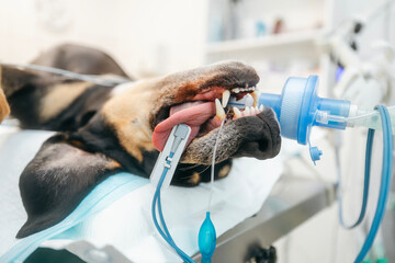 Dog in operating room is anesthetized and monitored with pulse oximeter on its tongue, connected to...