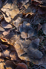 autumn leaves on the ground